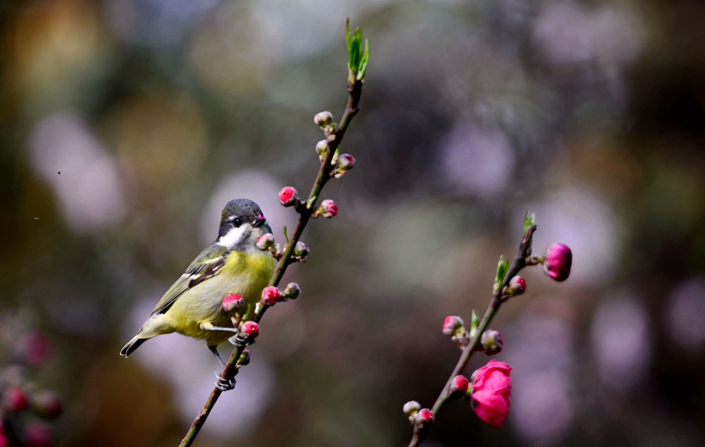 黄腹山雀与桃花