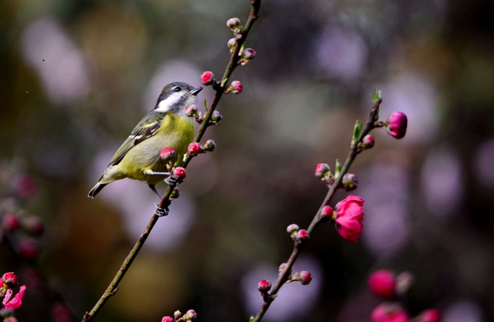 黄腹山雀与桃花