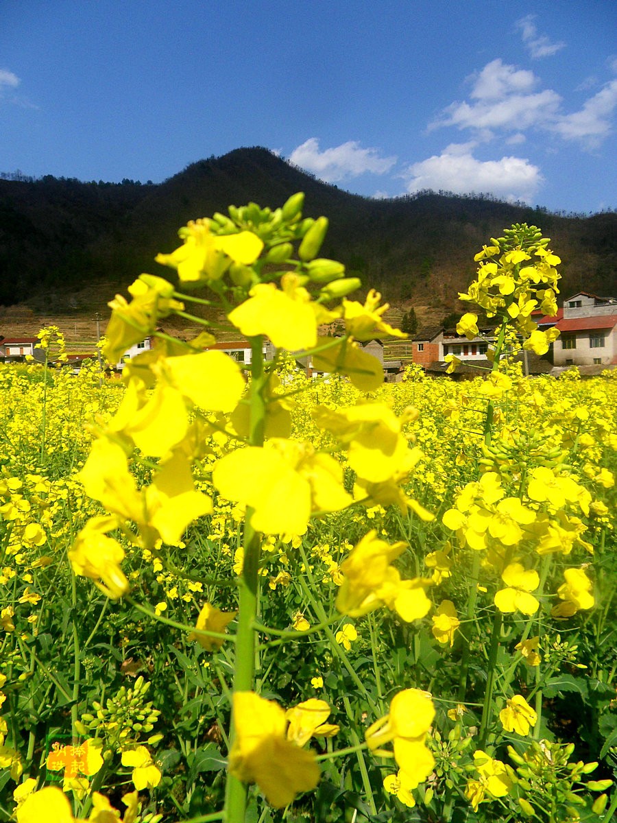 SDC13298_副本.JPG