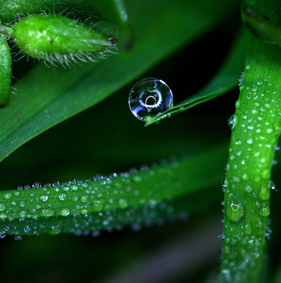 每颗露珠都不再简单，周围几乎都被勾勒出发光的边缘，而内部更是反射出悬臂环形灯的倒.jpg