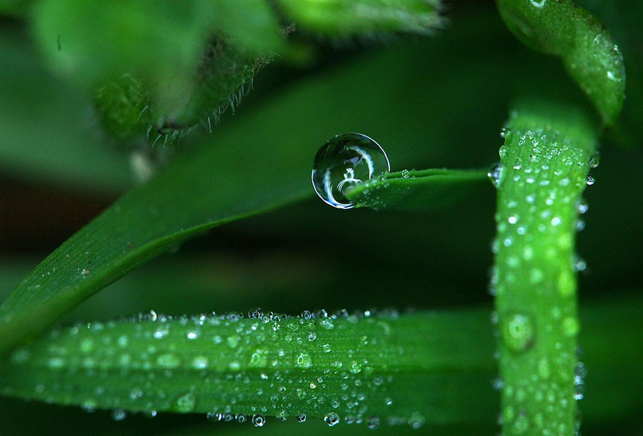 奇妙的露珠倒影。早晨露珠还没消失的时候，我使用佳能无敌兔和百微，加xpro的近摄镜和.jpg