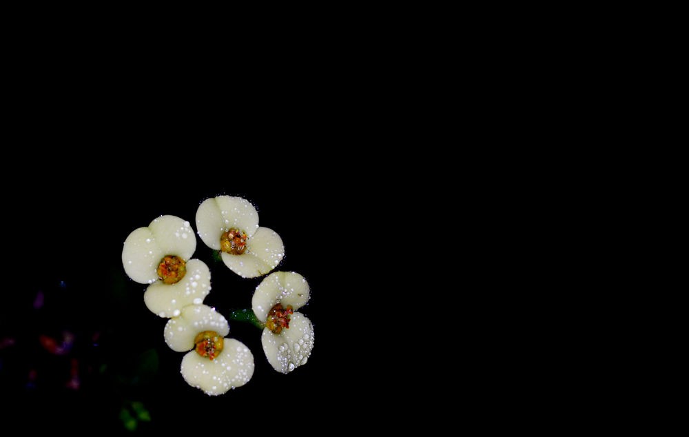 素洁淡雅 虎刺梅