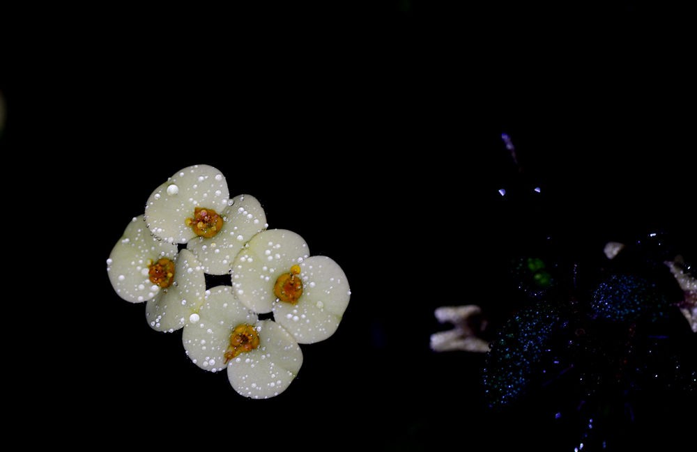 素洁淡雅 虎刺梅