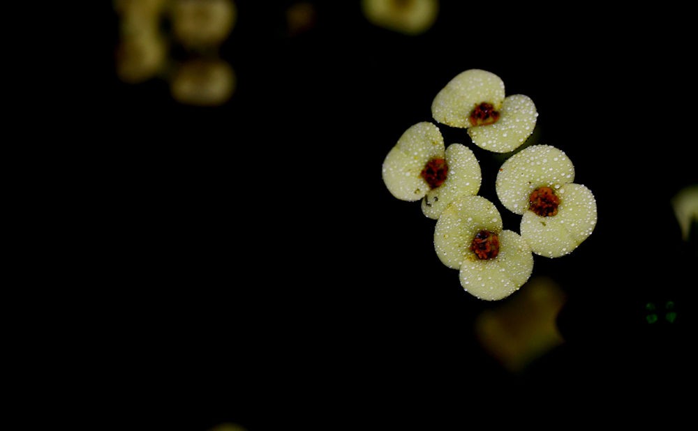 素洁淡雅 虎刺梅 