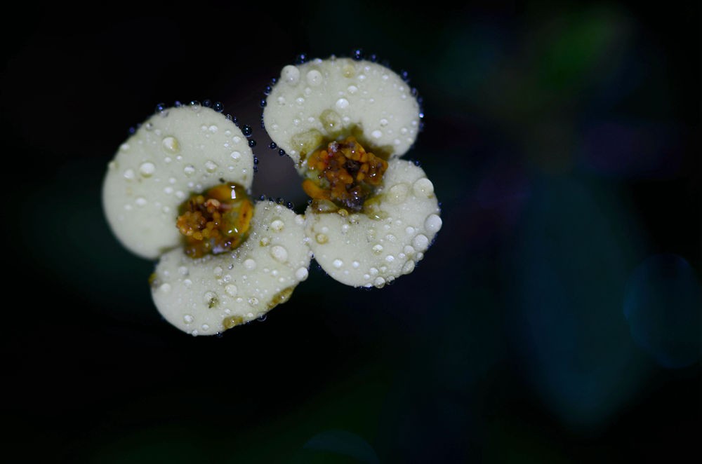 素洁淡雅 虎刺梅