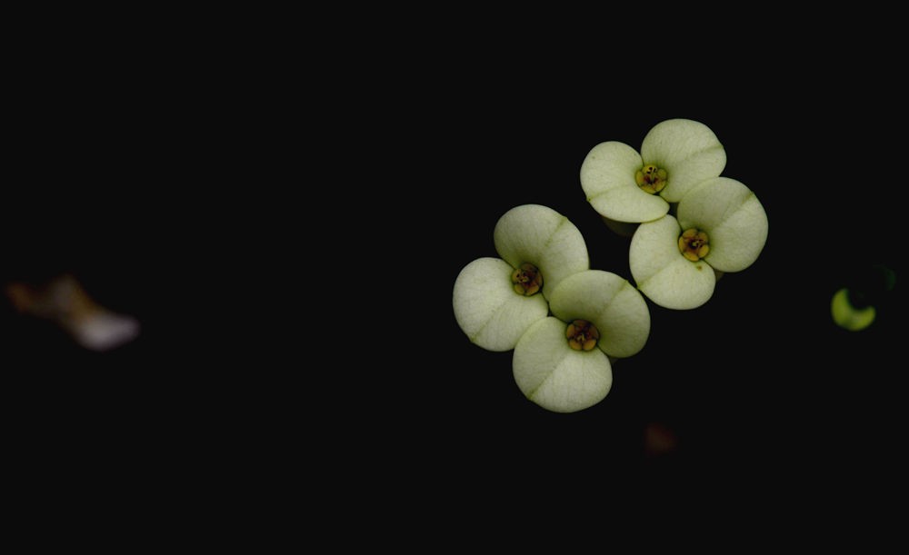 素洁淡雅 虎刺梅