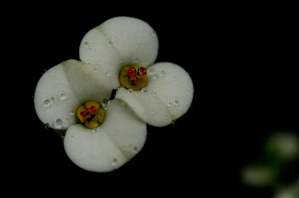 素洁淡雅 虎刺梅