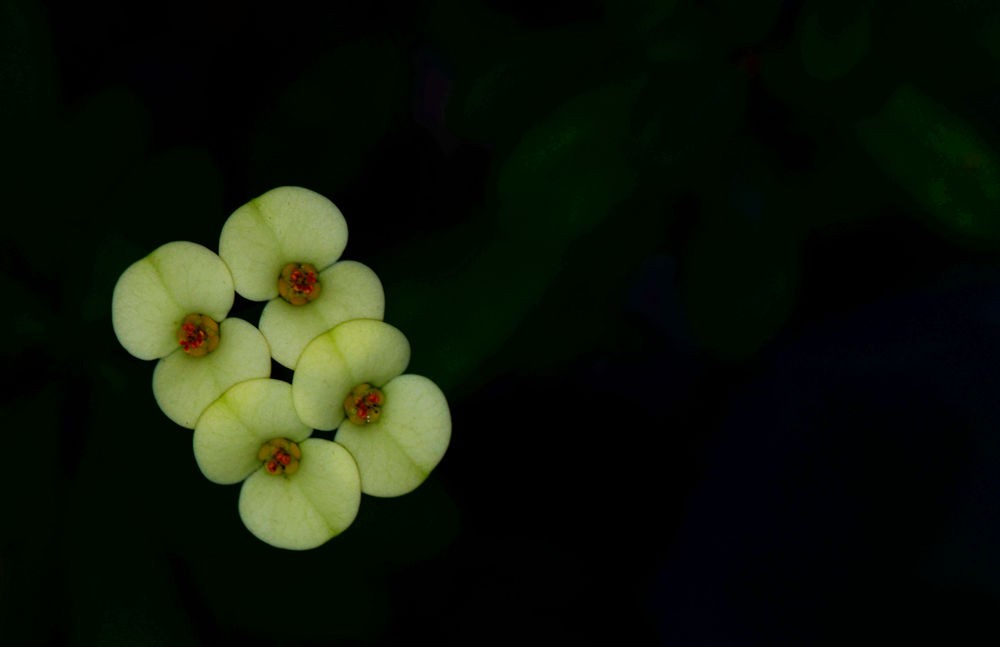 素洁淡雅 虎刺梅