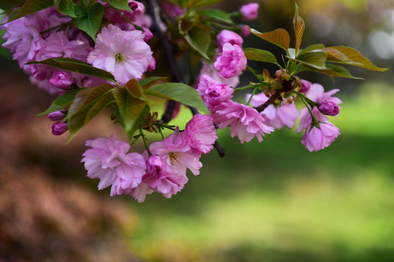 樱花 002副本.jpg