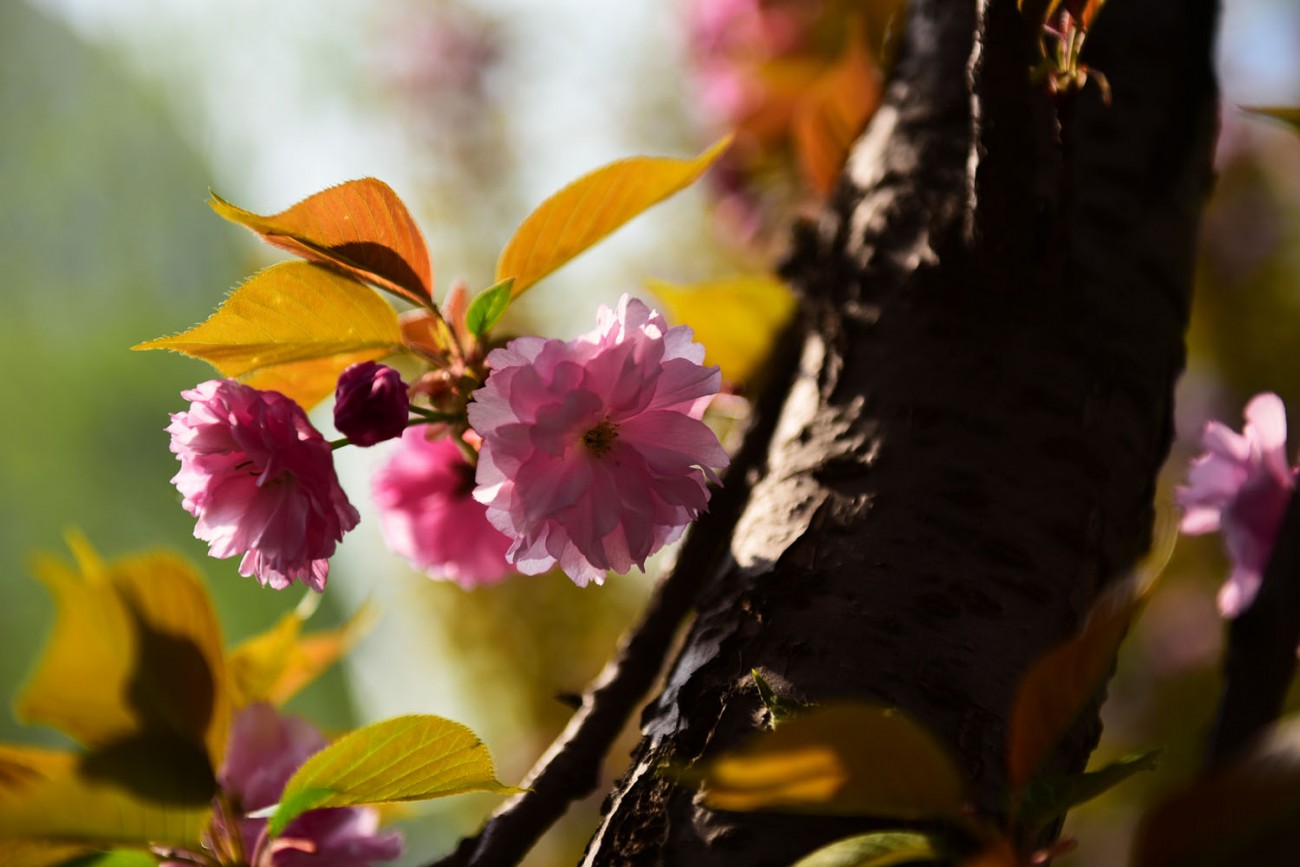 樱花 005副本.jpg