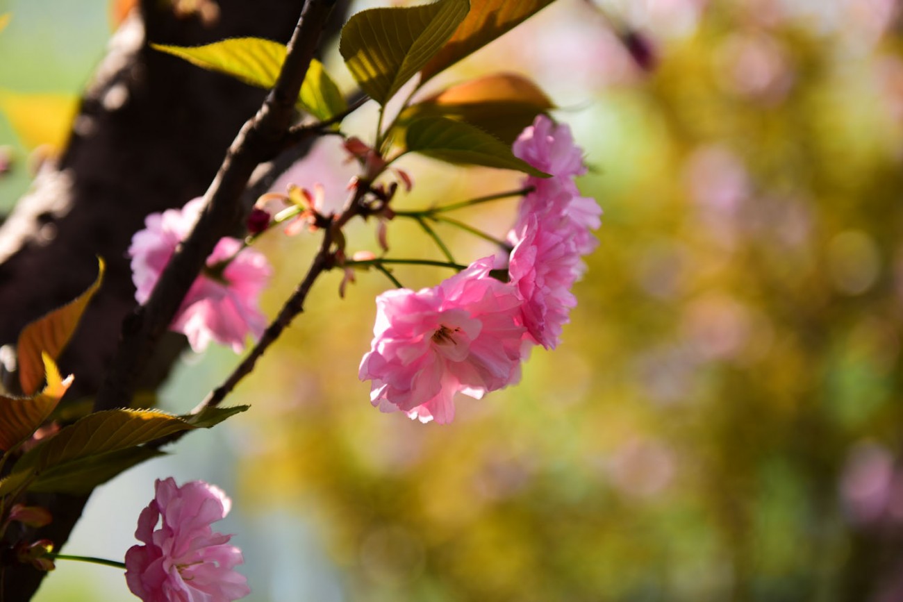 樱花 007副本.jpg