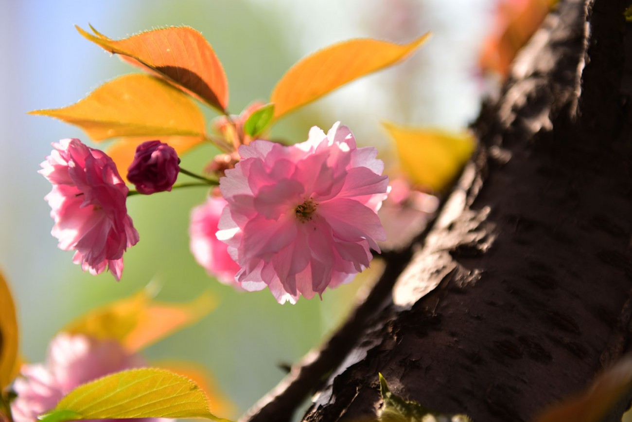 樱花 010副本.jpg