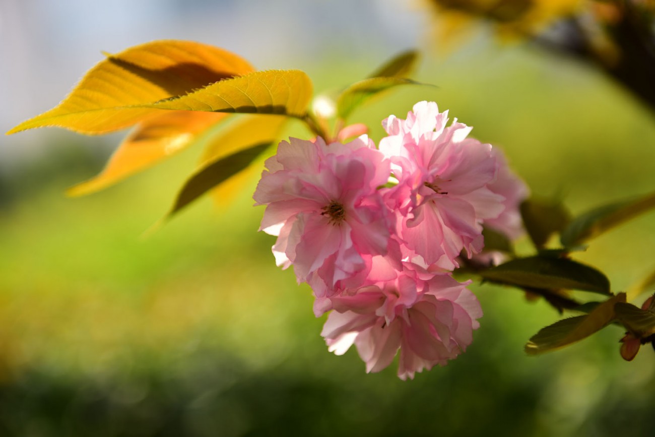 樱花 015副本.jpg