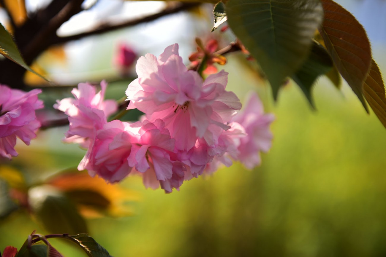 樱花 026副本.jpg