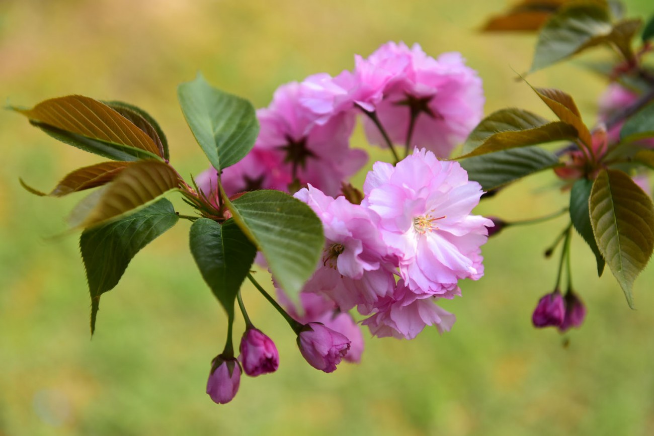 樱花 046副本.jpg