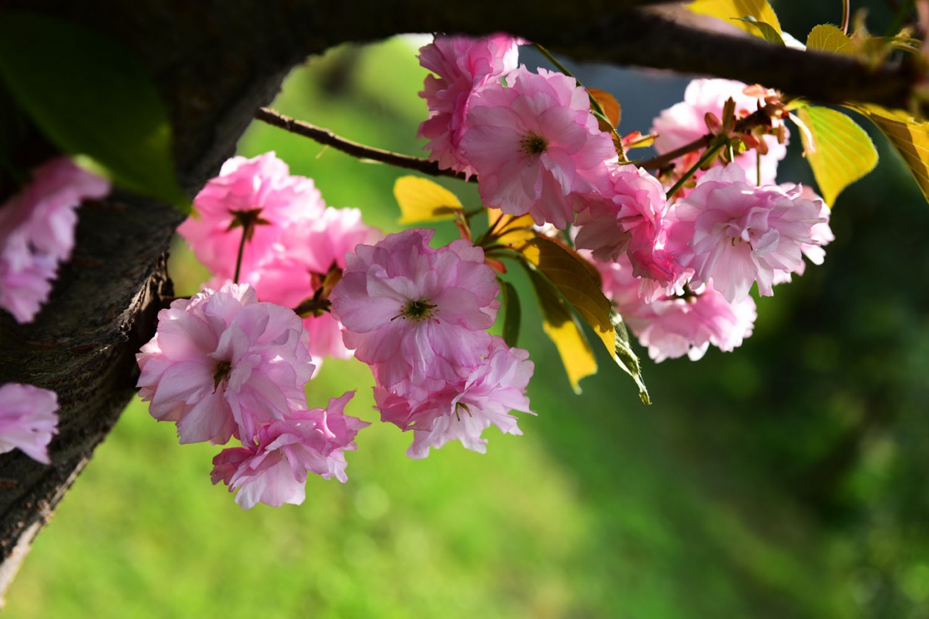 樱花 067副本.jpg