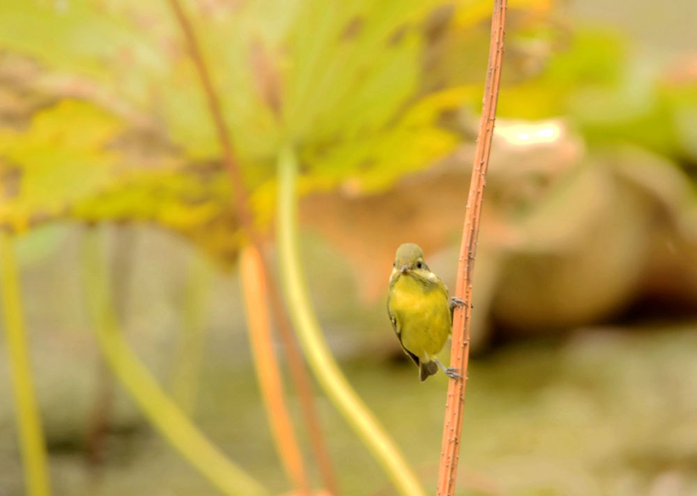 活泼的黄腹山雀