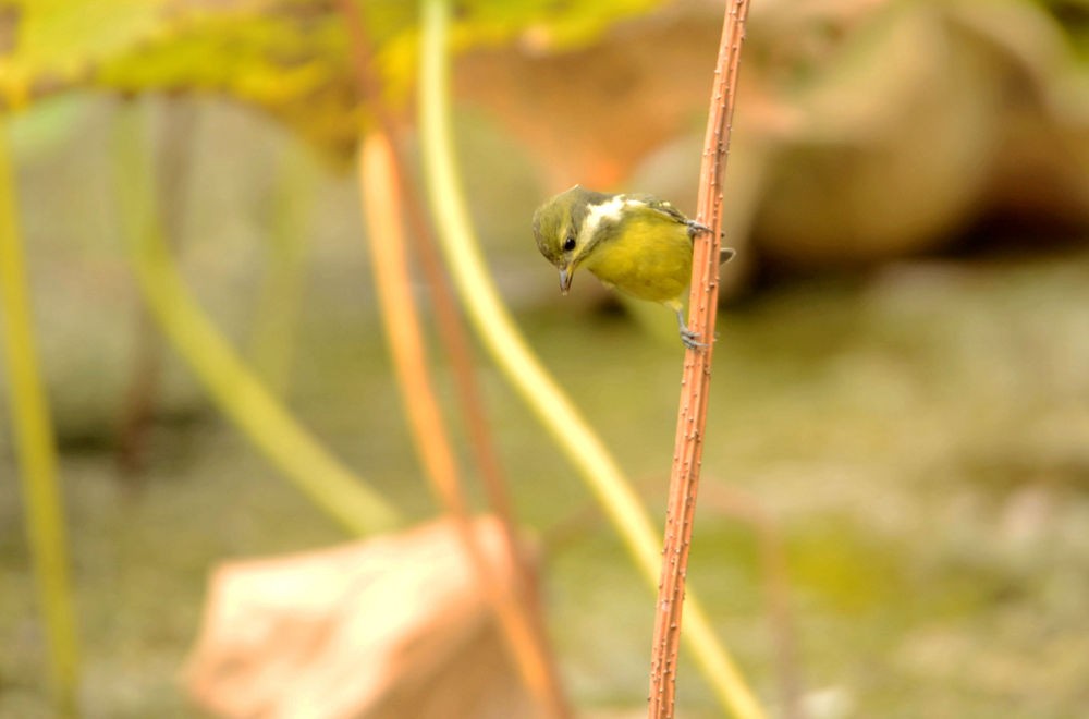 活泼的黄腹山雀