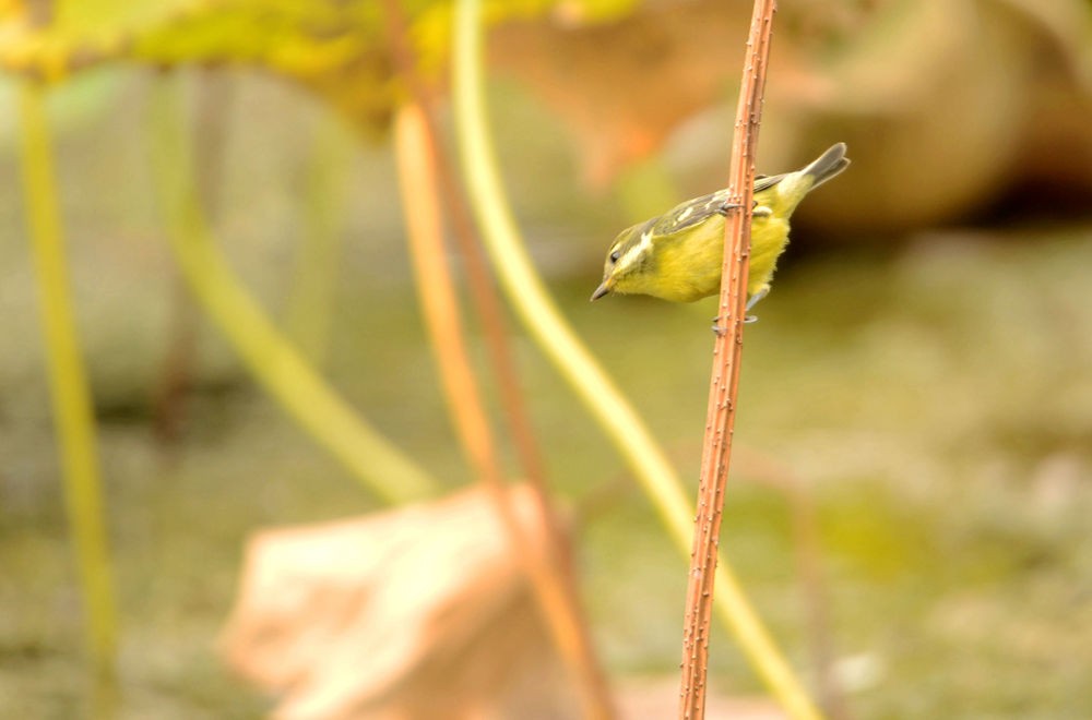 活泼的黄腹山雀
