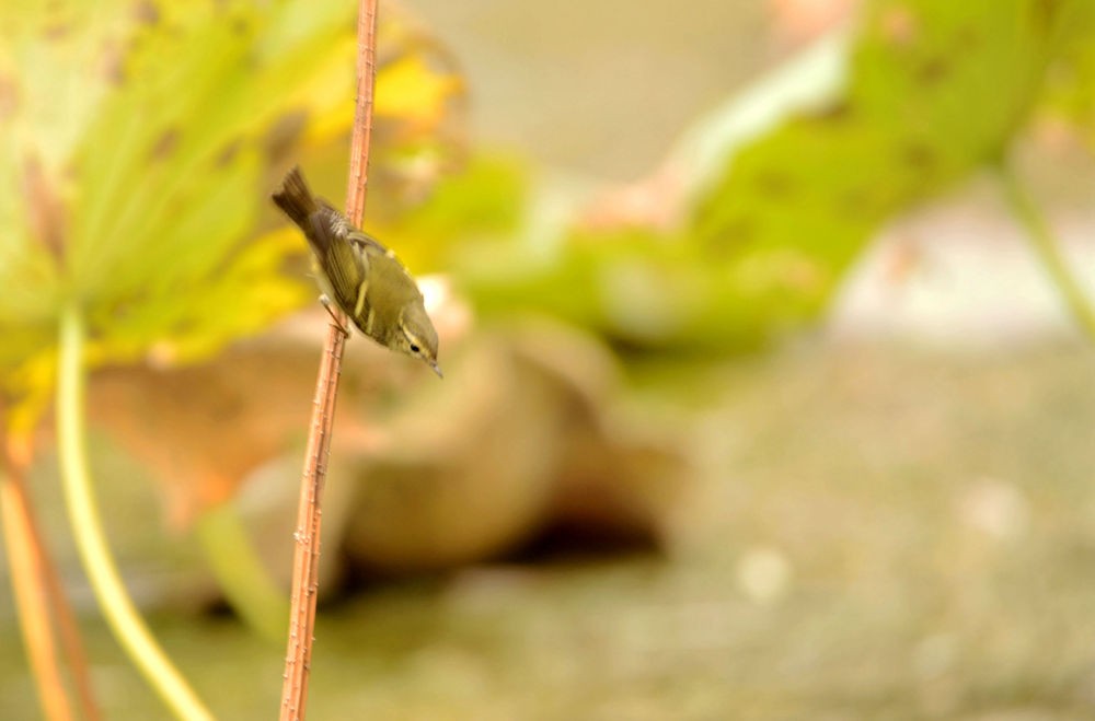 活泼的黄腹山雀