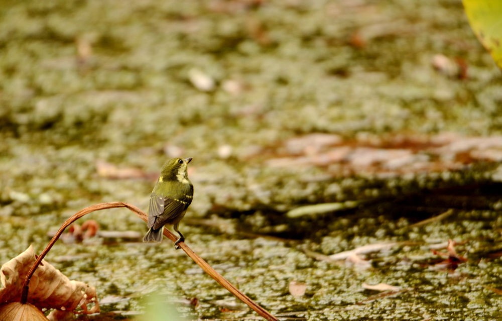 活泼的黄腹山雀