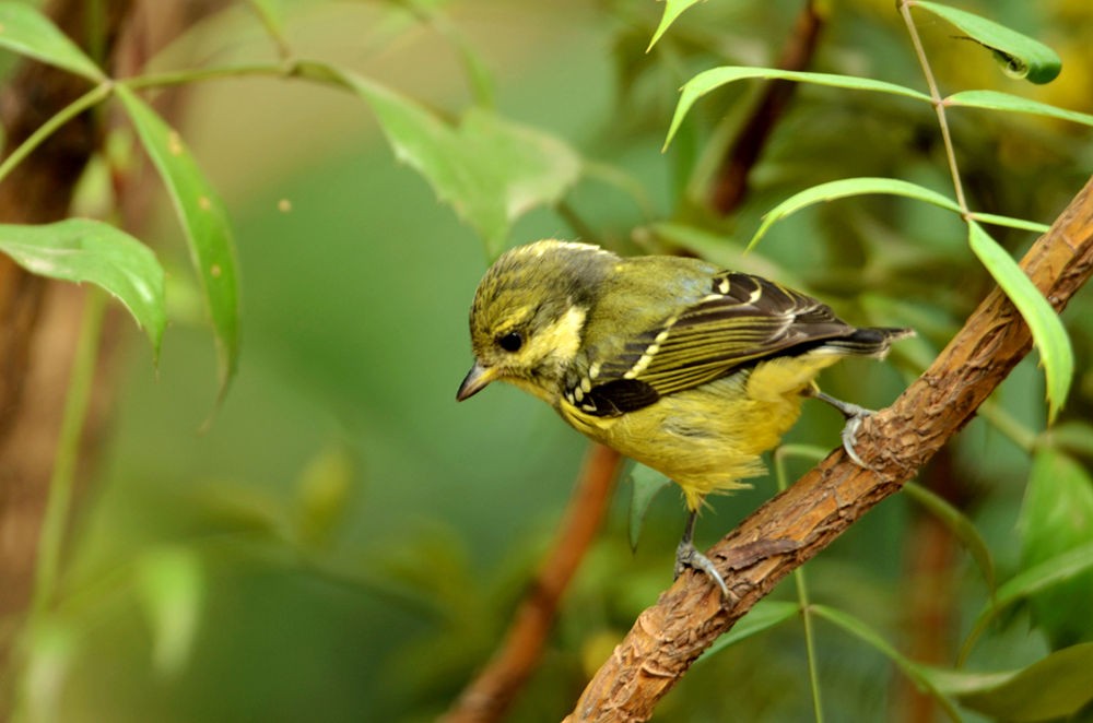 活泼的黄腹山雀