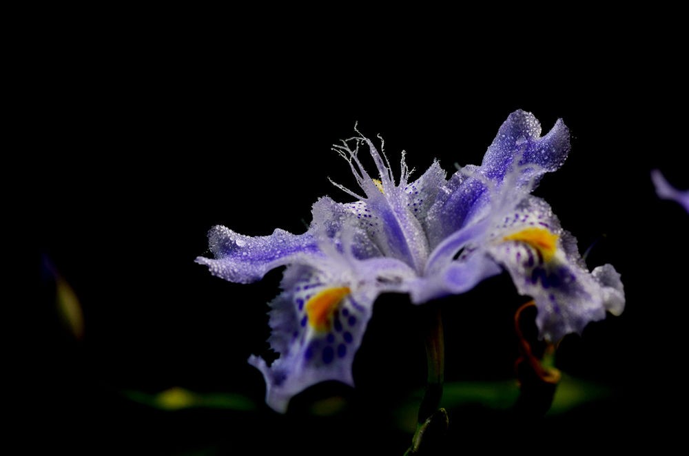 翩翩起舞    鸢尾花