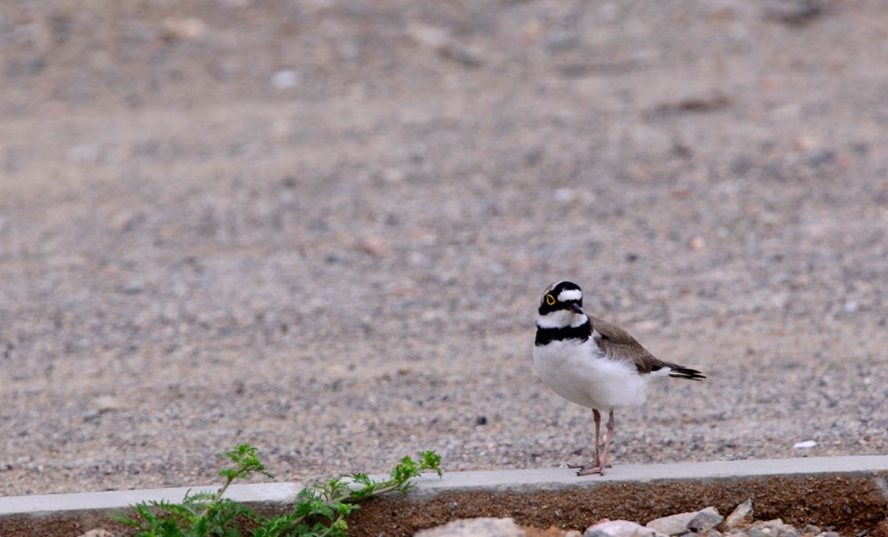 一双美丽的大眼睛    金眶鸻