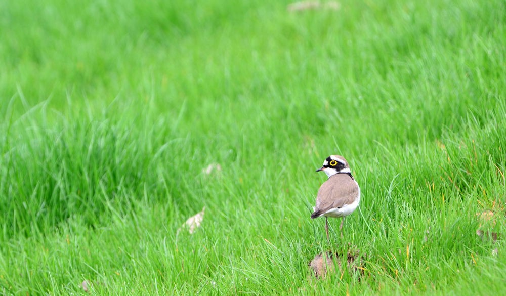 一双美丽的大眼睛    金眶鸻