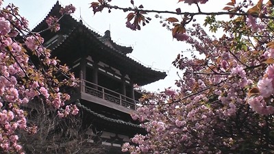 青龙寺里樱花海.jpg