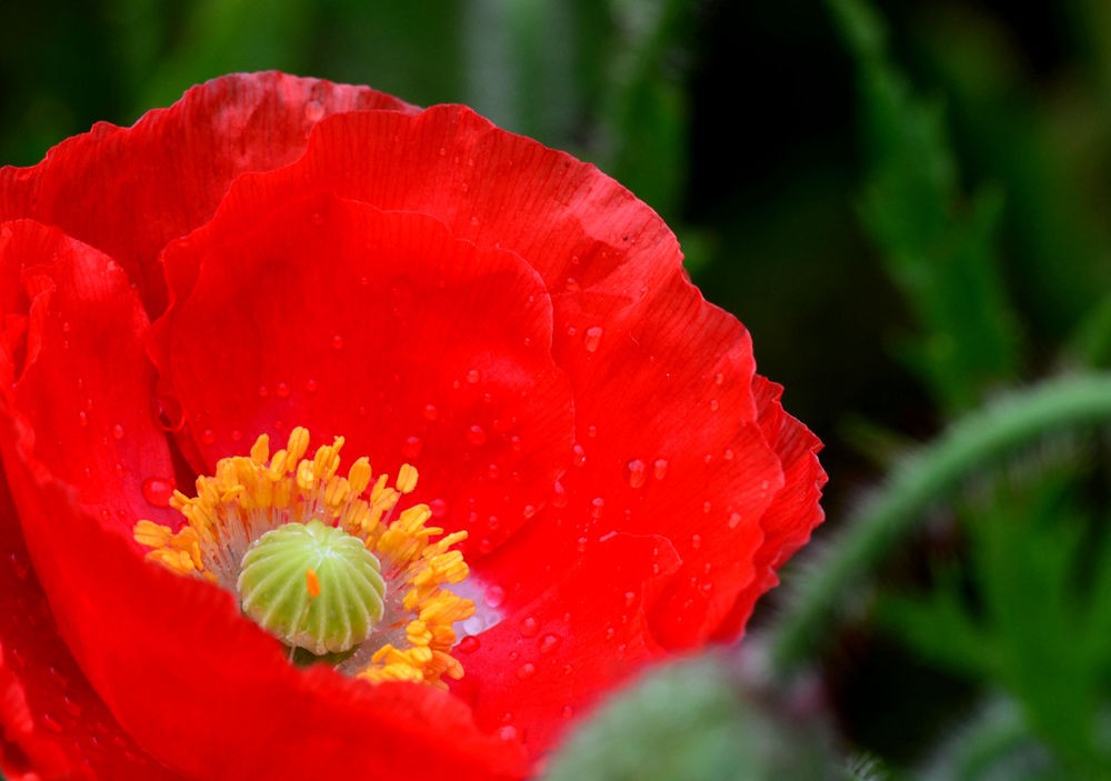 殷红似火虞美人