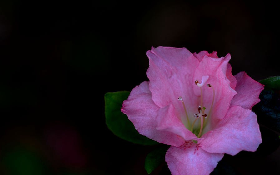 绚丽多彩 杜鹃花