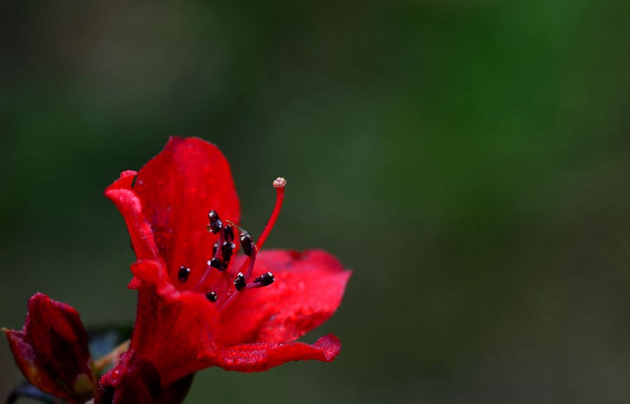 绚丽多彩 杜鹃花