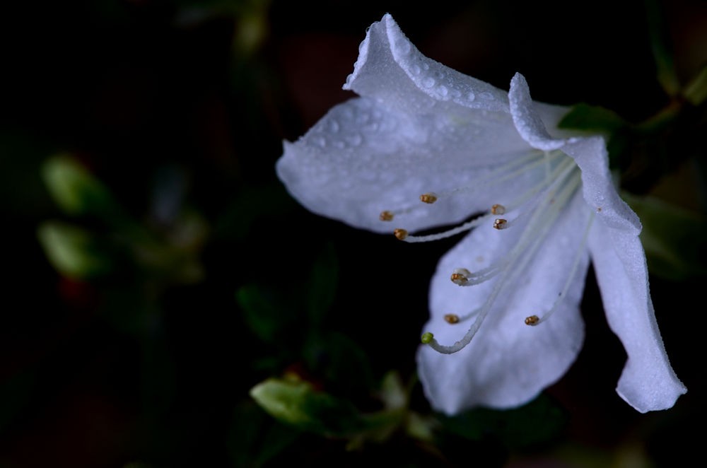绚丽多彩 杜鹃花