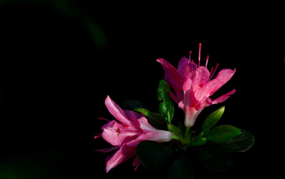 绚丽多彩 杜鹃花