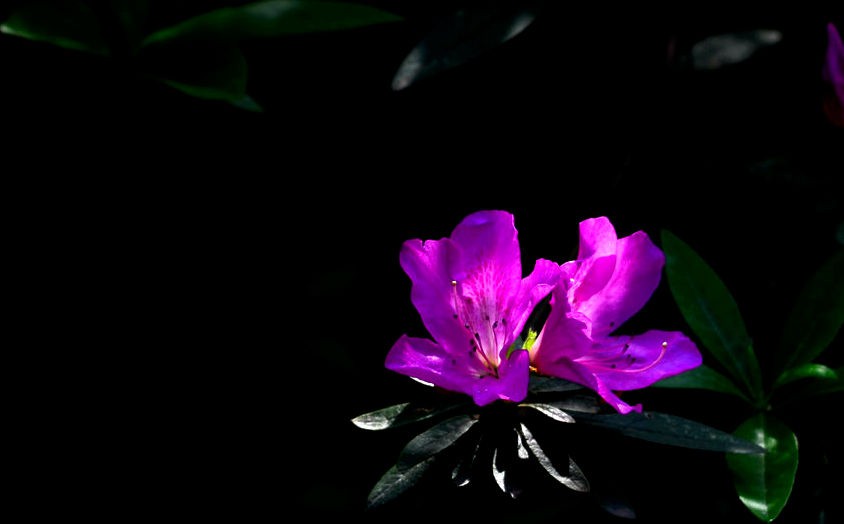 绚丽多彩 杜鹃花