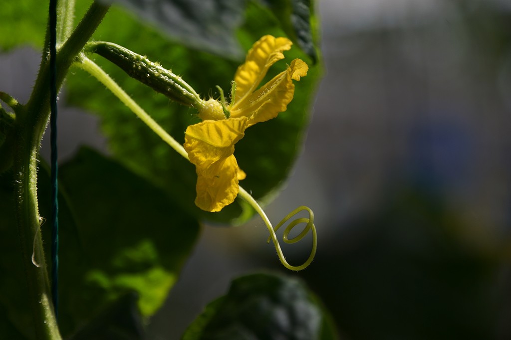 DSC_3227.JPG