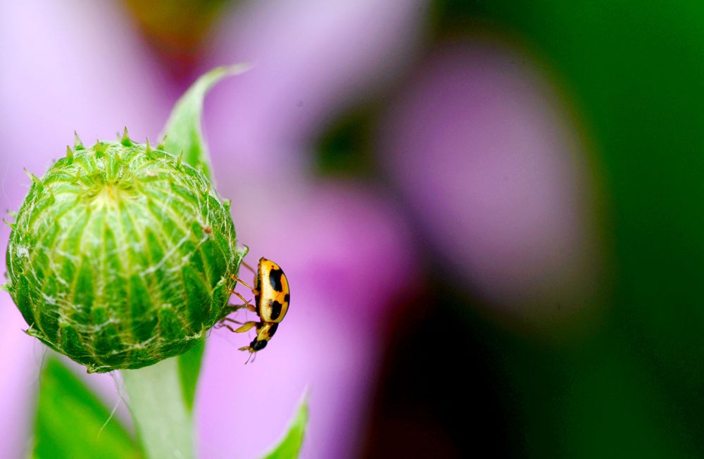 萌萌的七星瓢虫