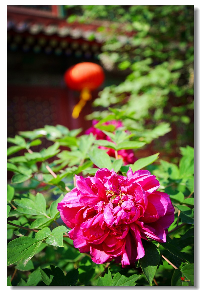 DSC_9572_副本.jpg