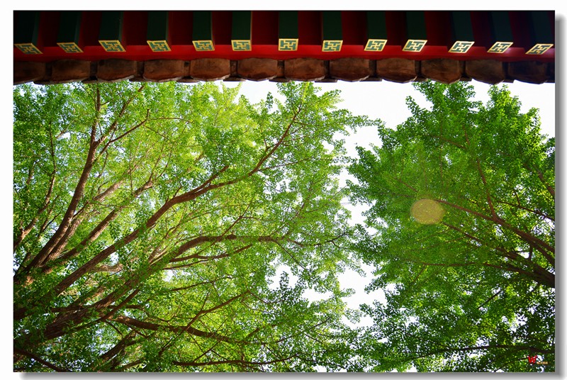 DSC_9575_副本.jpg