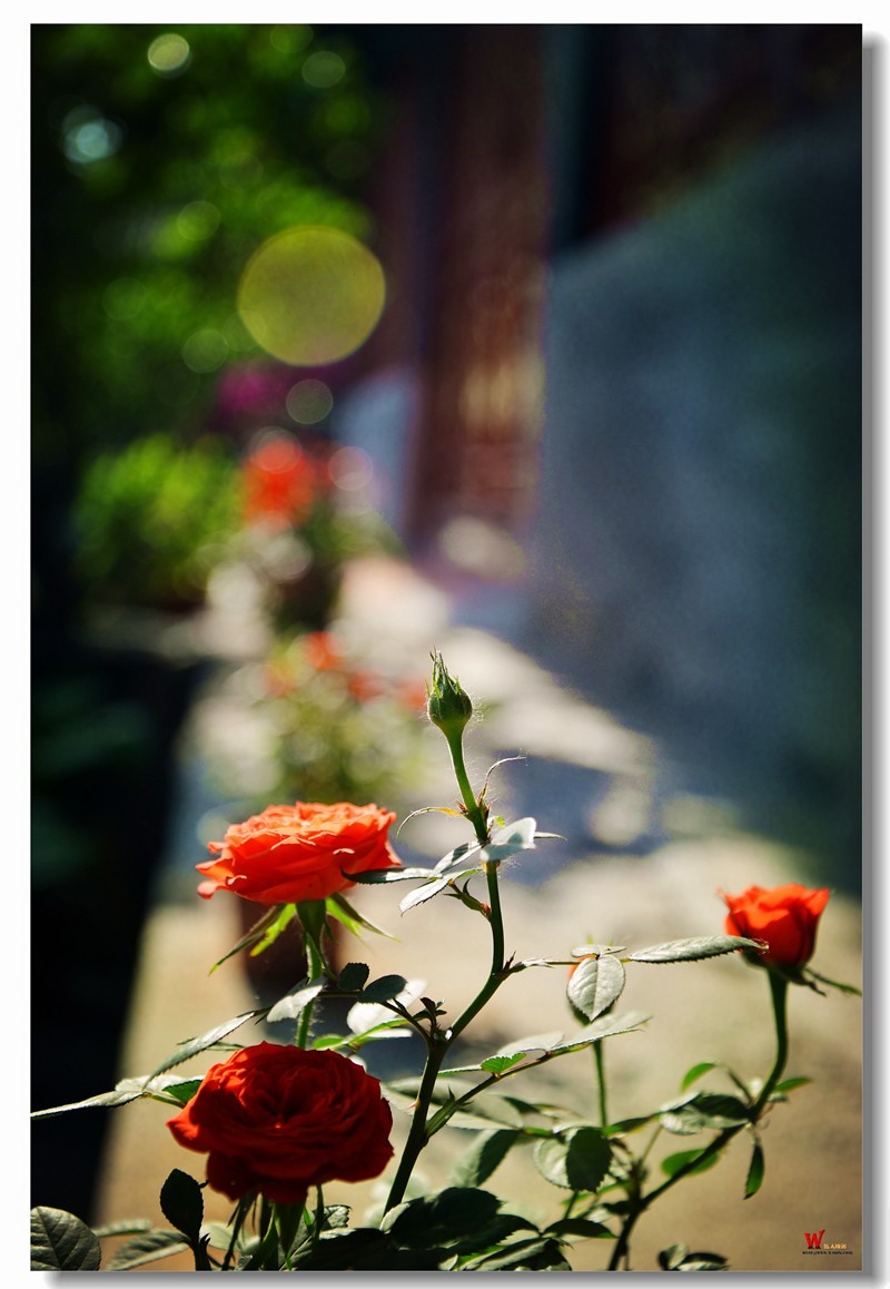 DSC_9589_副本.jpg