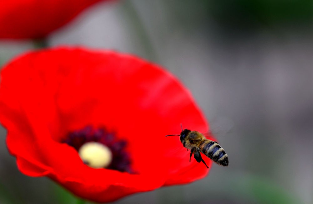 蜜蜂采花图  三