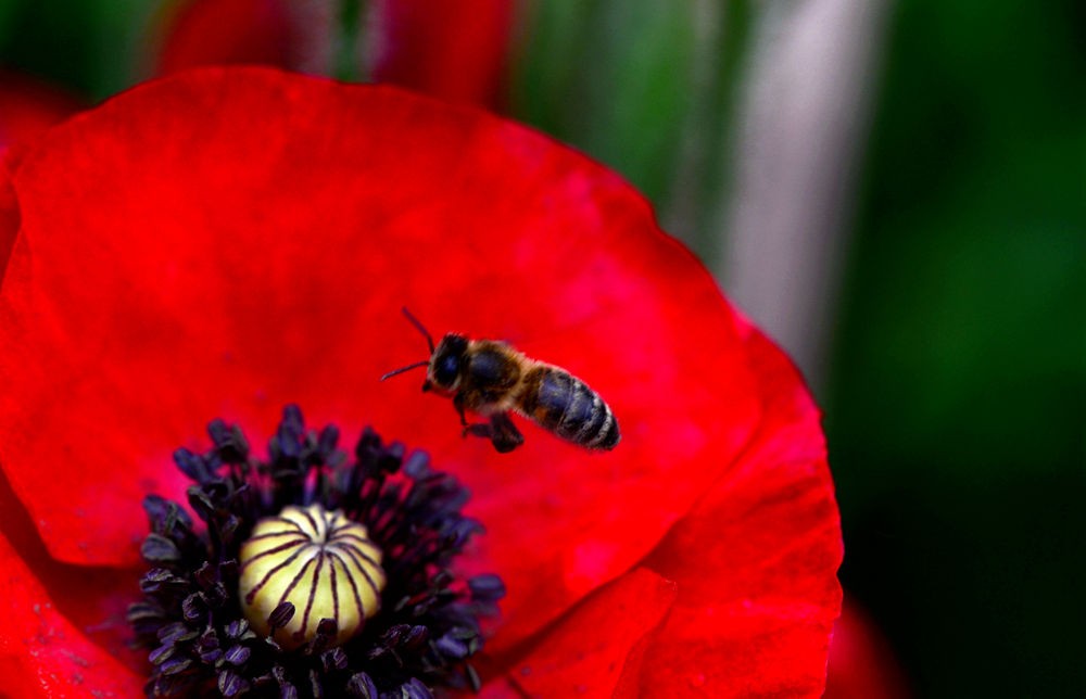 蜜蜂采花图  三