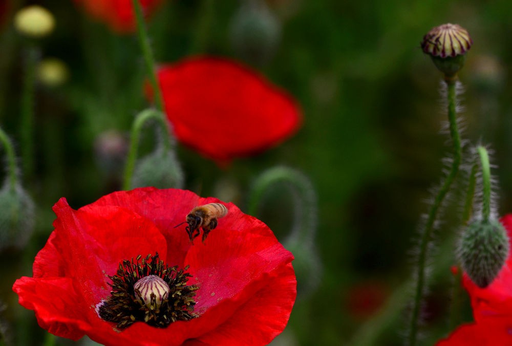 蜜蜂采花图  三