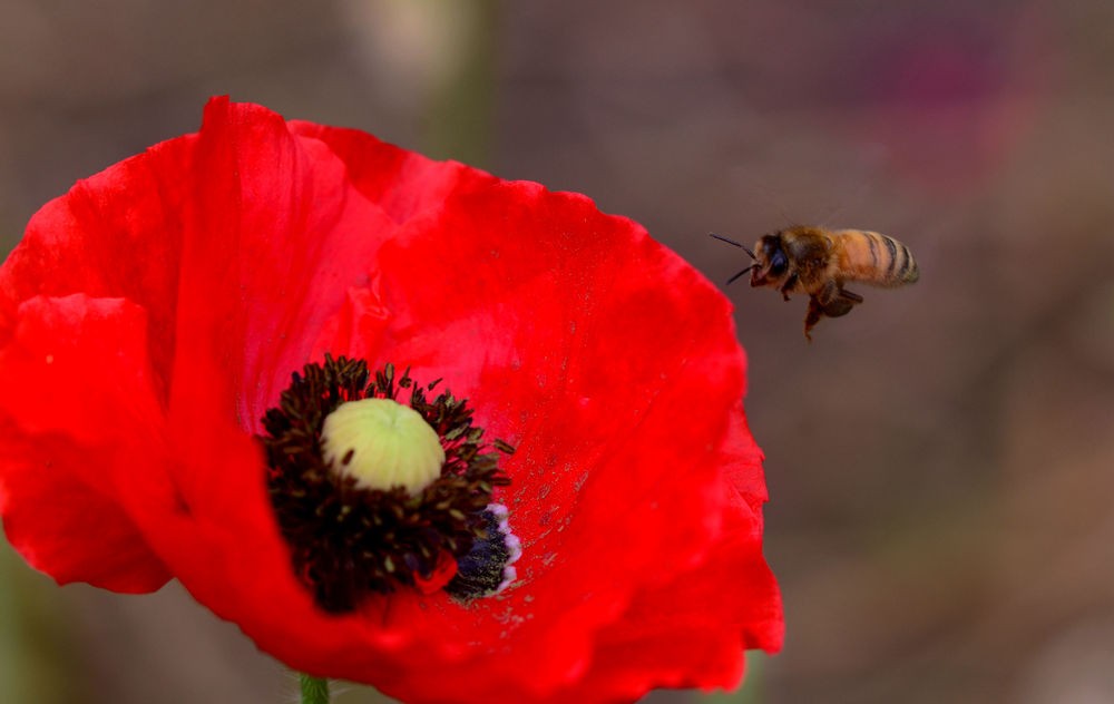 蜜蜂采花图  三