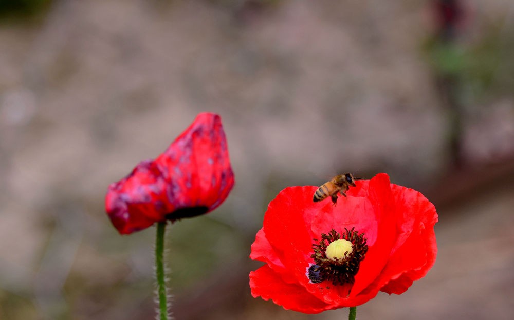 蜜蜂采花图  三