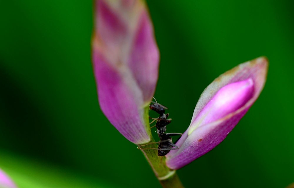 亮晶晶的黑蚂蚁