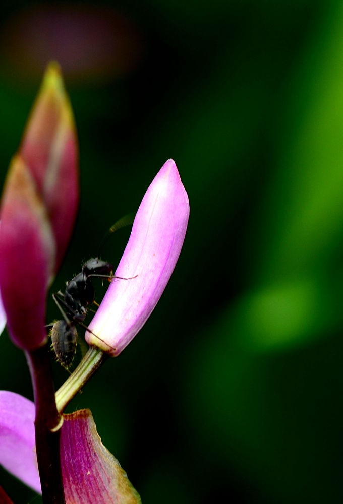 亮晶晶的黑蚂蚁
