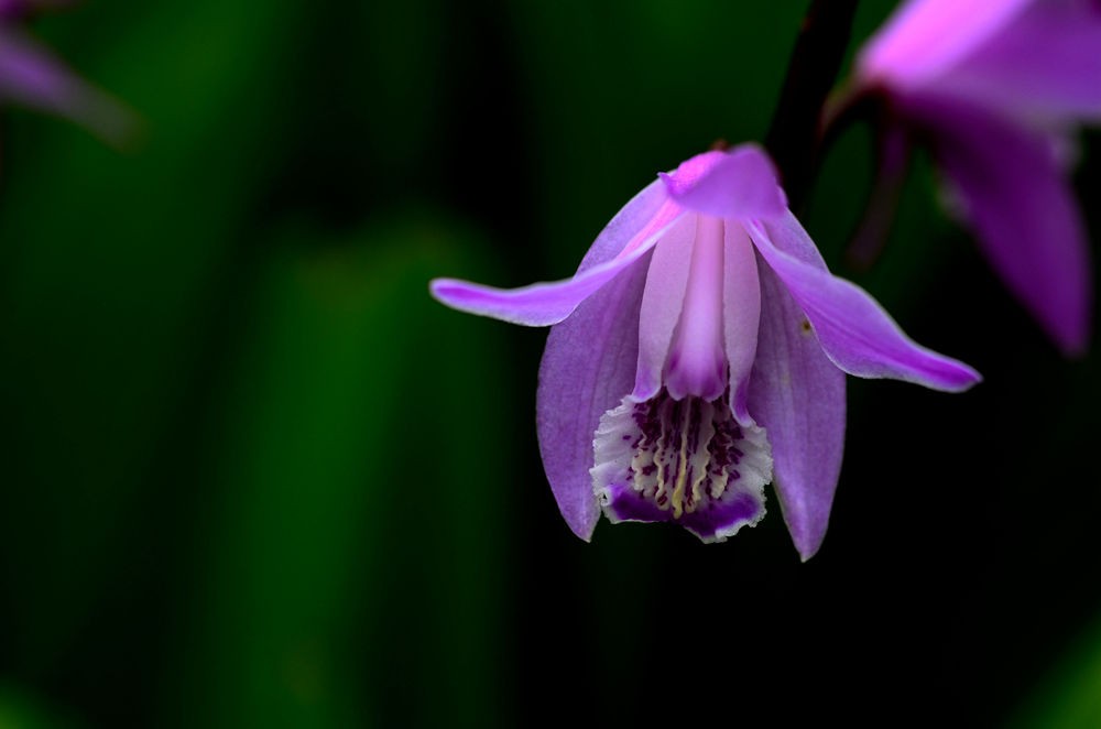 朵朵小花招人爱  二