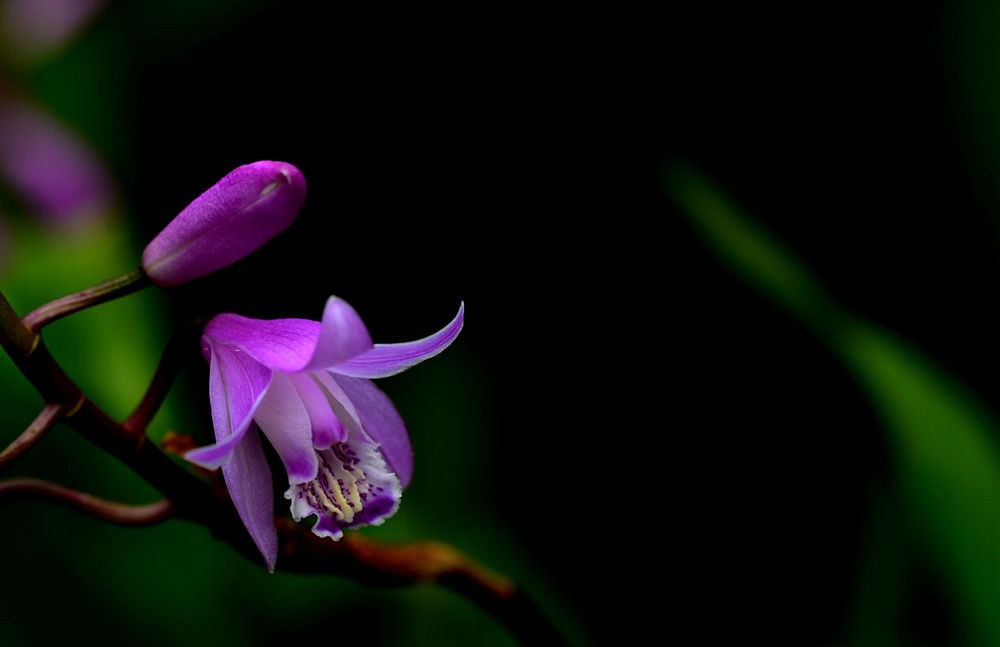 朵朵小花招人爱  二